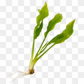 Aquatic Plant Care"     Data Rimg="lazy"  Data Rimg - Leaf Vegetable, HD Png Download - indoor plants top view png