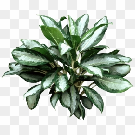 Chinese Evergreens - Leaf - Aglaonema Varieties, HD Png Download - indoor plants top view png