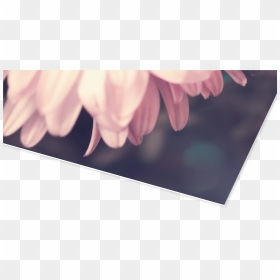 Afdrukken Luxe Parelmoer Voorbeeld, HD Png Download - passport size photo with suit png