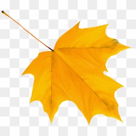 Leaves Clipart Fallen Leave - Yellow Fall Leaves Clip Art, HD Png Download - paan leaf png