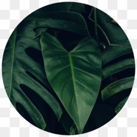 ##greenaesthetic #green #greenaesthetics #aesthetic - Aesthetic Dark Green Leaves, HD Png Download - paan leaf png
