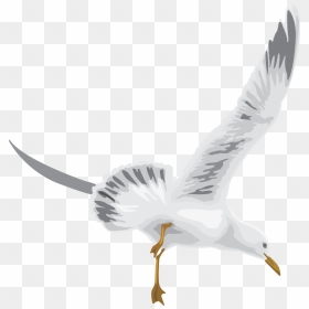White Stork, HD Png Download - pegion png