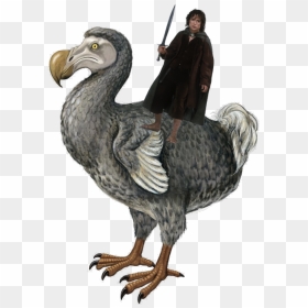Now Get Ready For - Dodo Dinosaur, HD Png Download - pegion png