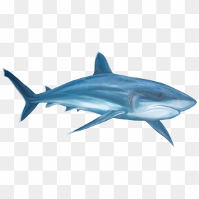 Png Transparent Images - Watercolor Great White Shark, Png Download - mamidi thoranam png