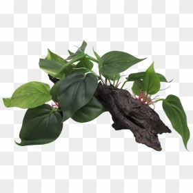 Tea Plant, HD Png Download - paan leaf png
