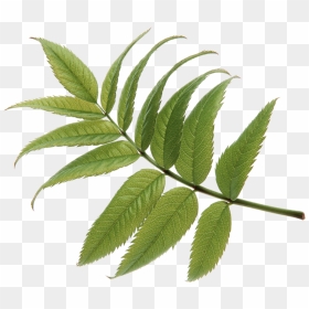 Elm, HD Png Download - green leaf design png