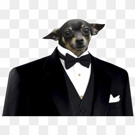 Dog In Suit Png, Transparent Png - passport size photo with suit png