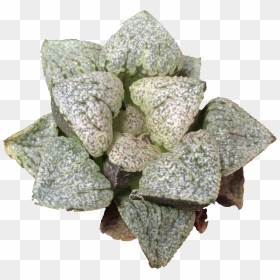 Stonecrop Family, HD Png Download - paan leaf png