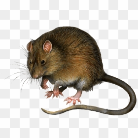 Mouse Rat Png Image - Rat Images Png, Transparent Png - mouse png images