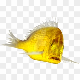 Transparent Photographs Fish - Cardinal Peixe, HD Png Download - real fish png