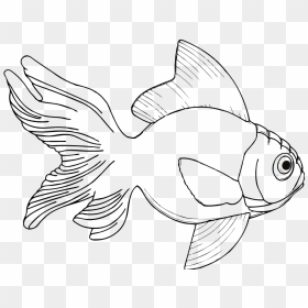 Real Fish Clipart Black And White Graphic Black And - Fish Line Drawing, HD Png Download - real fish png
