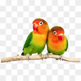 Parrot Png Image Download - Transparent Love Birds Png, Png Download - indian parrot png
