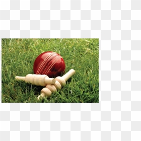 Cricket Photo Hd Hd, HD Png Download - plain cricket bat png