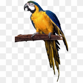 Eighteen Isolated Stock Photo - Transparent Background Parrots Png, Png Download - indian parrot png