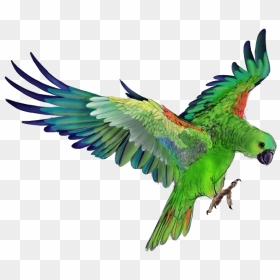 Parrot Png Photo Background - Green Parrot Png Hd, Transparent Png - indian parrot png