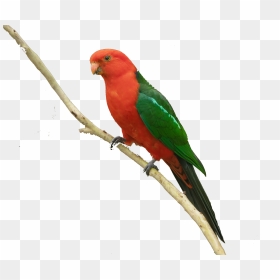 Colorful Parrot Png Free Background - Parakeet, Transparent Png - indian parrot png