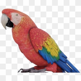 Colorful Parrot Png Photo Background - Parrot 3d, Transparent Png - indian parrot png