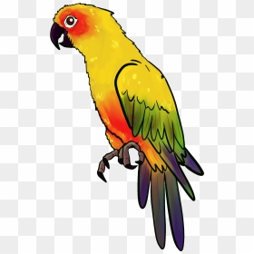 Drawn Parakeet Pirate Parrot - Parrot Drawing, HD Png Download - indian parrot png