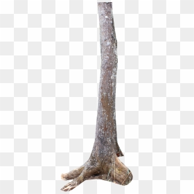 Thumb Image - Transparent Tree Trunk Png, Png Download - tree stem png