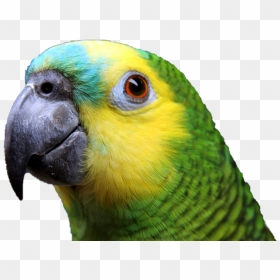 Colorful Parrot Png Clipart - Blue Fronted Amazon, Transparent Png - indian parrot png