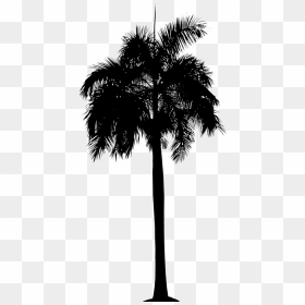 Asian Palmyra Palm Date Palm Leaf Palm Trees Plant - Queen Palm Sketchup, HD Png Download - tree stem png