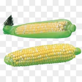 Corn - Maize, HD Png Download - sweet corn png