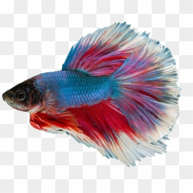 Siamese Fighting Fish Blue Transparent Background, HD Png Download - real fish png