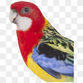Colorful Parrot Png Free Pic - Eastern Rosella, Transparent Png - indian parrot png