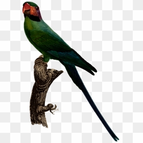 Parakeet Clipart , Png Download - Budgerigar, Transparent Png - indian parrot png