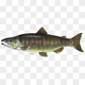 Fish Salmon With Water Png - Chum Salmon, Transparent Png - real fish png