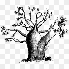 Gouty-stem Tree Clip Arts - Australian Boab Tree Vector, HD Png Download - tree stem png