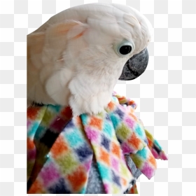 Unruffledrx Fleece Parrot Collar, Velcro Closure - Parrot Collars, HD Png Download - indian parrot png