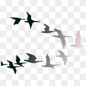 Birds Flying Clipart - Flying Transparent Bird Png, Png Download - flight clipart png