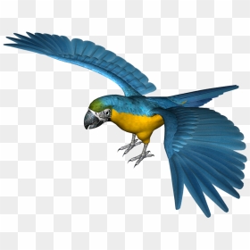 Large Blue Parrot Png Clipart - Parrot Clipart Blue, Transparent Png - indian parrot png