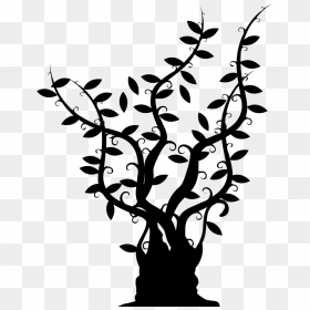 Tree Of Gross Trunk With Long Thin Branches With Leaves - Thin Trunk Tree Black And White, HD Png Download - tree stem png