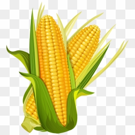 Maize Ear Corncob Popcorn - Corn Clipart Png, Transparent Png - sweet corn png
