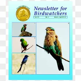 Indian Parrot Png, Transparent Png - indian parrot png