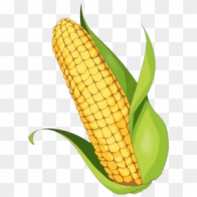 Maize Png Clipart Background - Corn Kernels, Transparent Png - sweet corn png