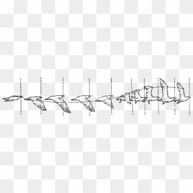 Bird Flight Png Images - Bird Flight Diagram, Transparent Png - flight clipart png