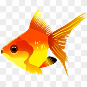 Drawn Goldfish Real Fish - Transparent Background Fish Clipart, HD Png Download - real fish png