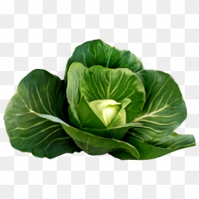 Cabbage Plant Transparent & Png Clipart Free Download - Cabbage Png, Png Download - green vegetables png