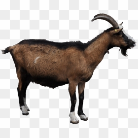 Png Images Free Download - Goat .png, Transparent Png - indian sheep png