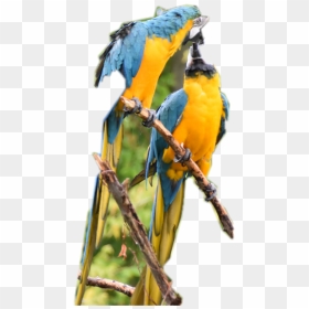 Macaw, Png Download - Macaw, Transparent Png - indian parrot png