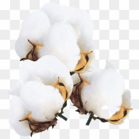 Transparent Cotton Flower Png, Png Download - natural background images png