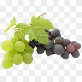 Black Grapes Png Transparent Background - Background Png Transparent Grapes Png, Png Download - black grapes png