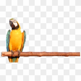 Mobile Petting Zoo - Macaw, HD Png Download - indian parrot png