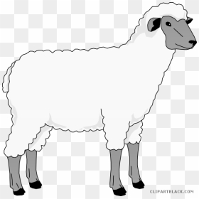 Sheep Clip Art Clipart Goat Merino Clip Art - Sheep Clipart, HD Png Download - indian sheep png