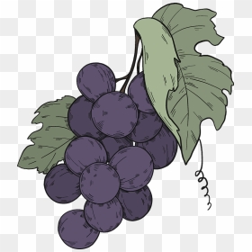 Black Grapes With Leaves Clipart - Seedless Fruit, HD Png Download - black grapes png