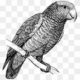 Parrot Clip Art Download - Parrot Drawing Png, Transparent Png - indian parrot png