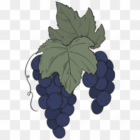 Black Grapes With Leaves Clipart - Seedless Fruit, HD Png Download - black grapes png